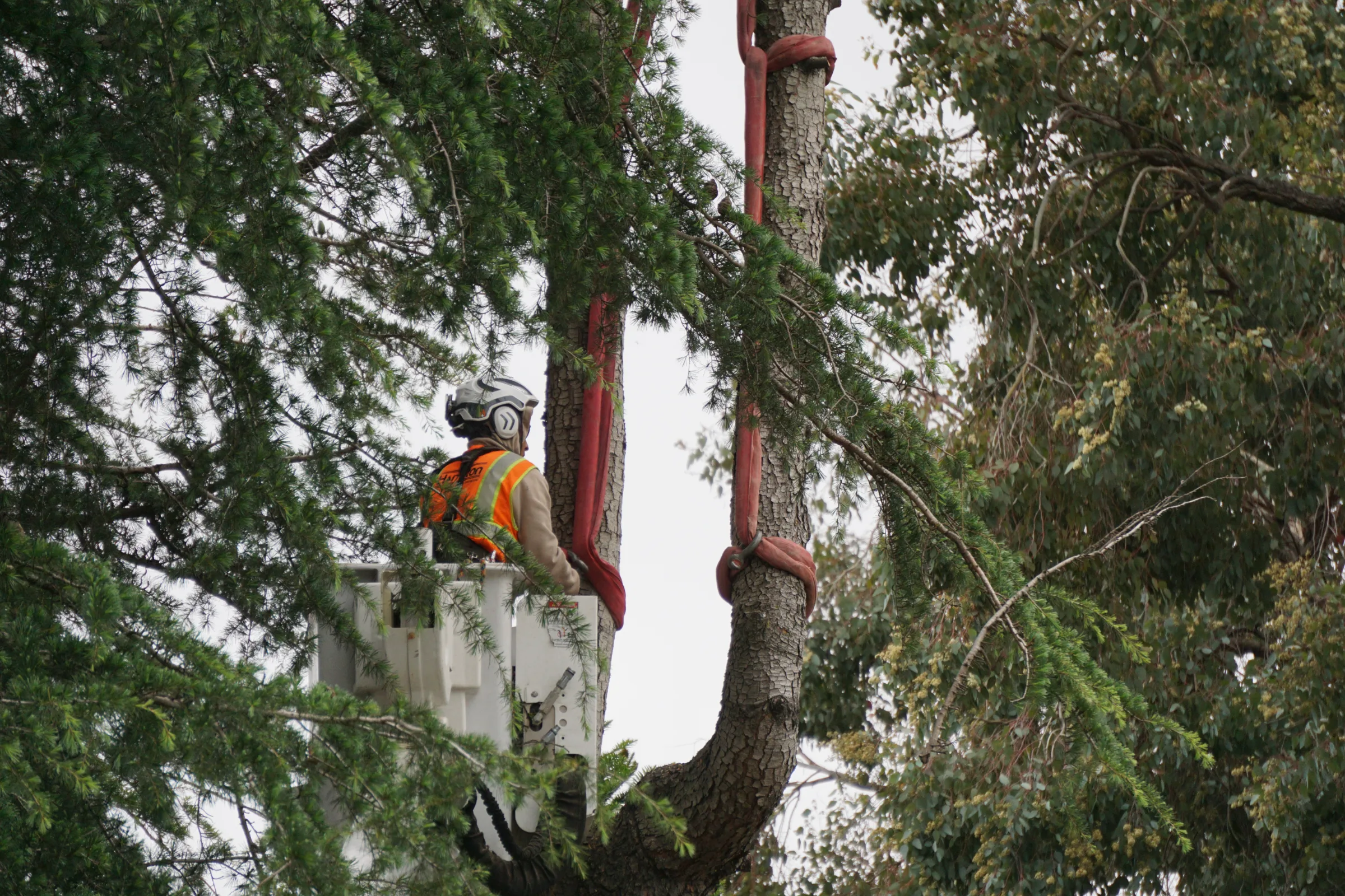 Bucket Truck Removal in Trees