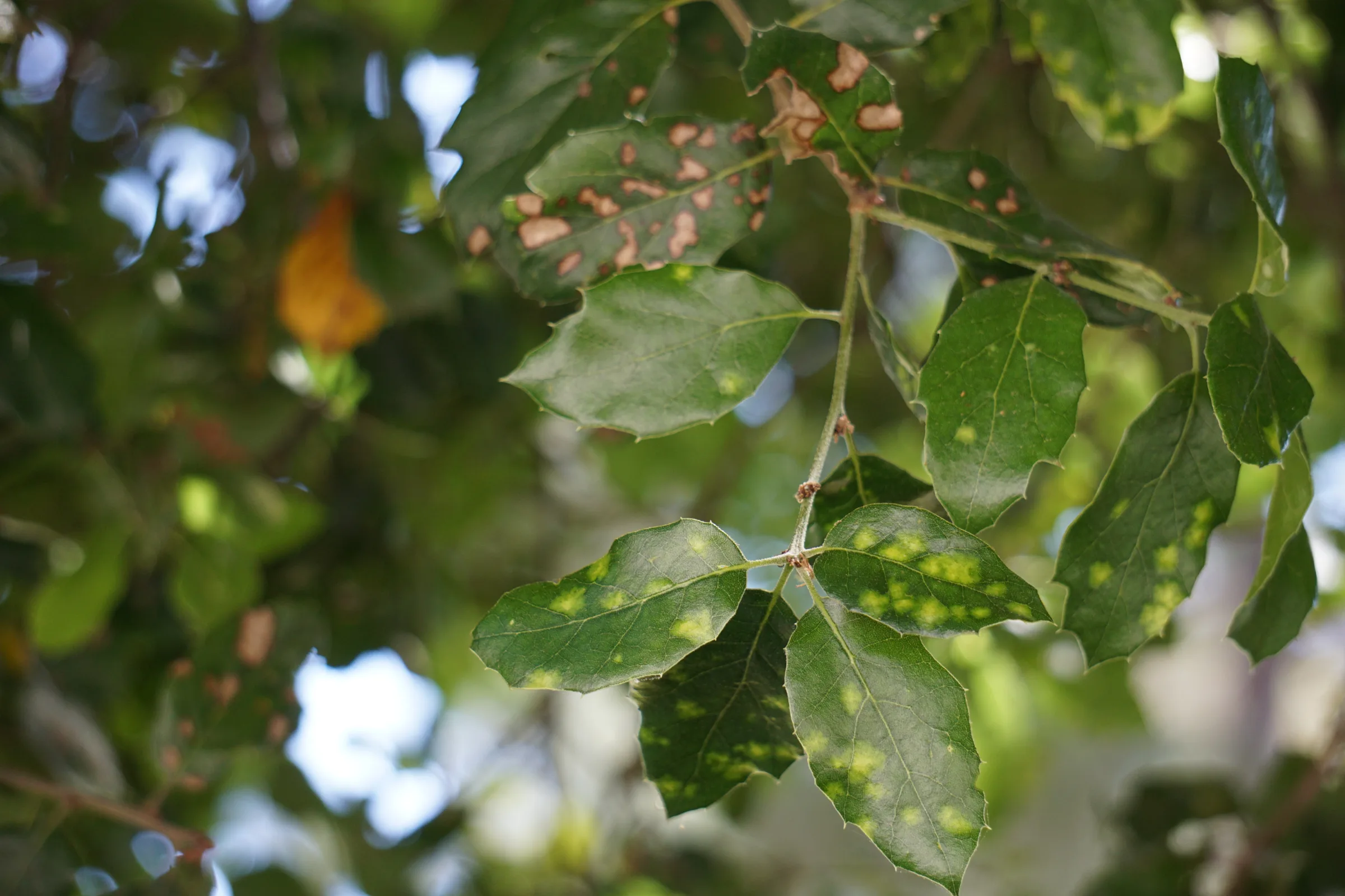 Tree leaves infected
