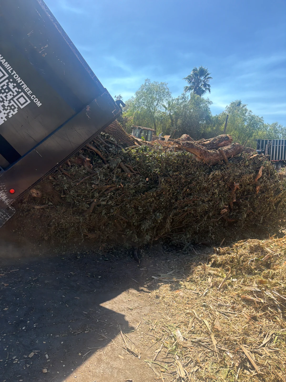 50 Cubic yard truck hauling green waste from a tree service
