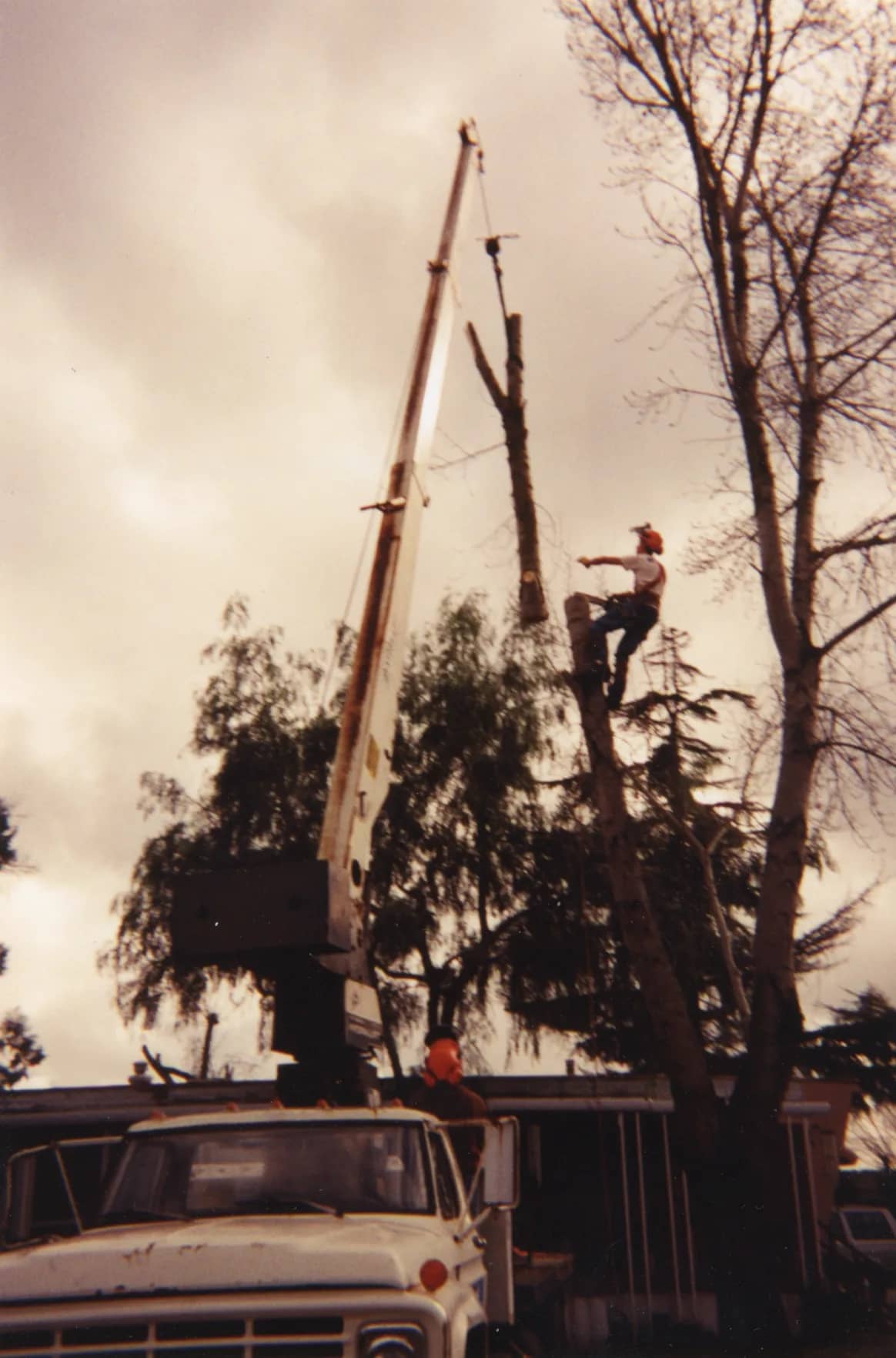 Old photo of Hamilton Tree Service working